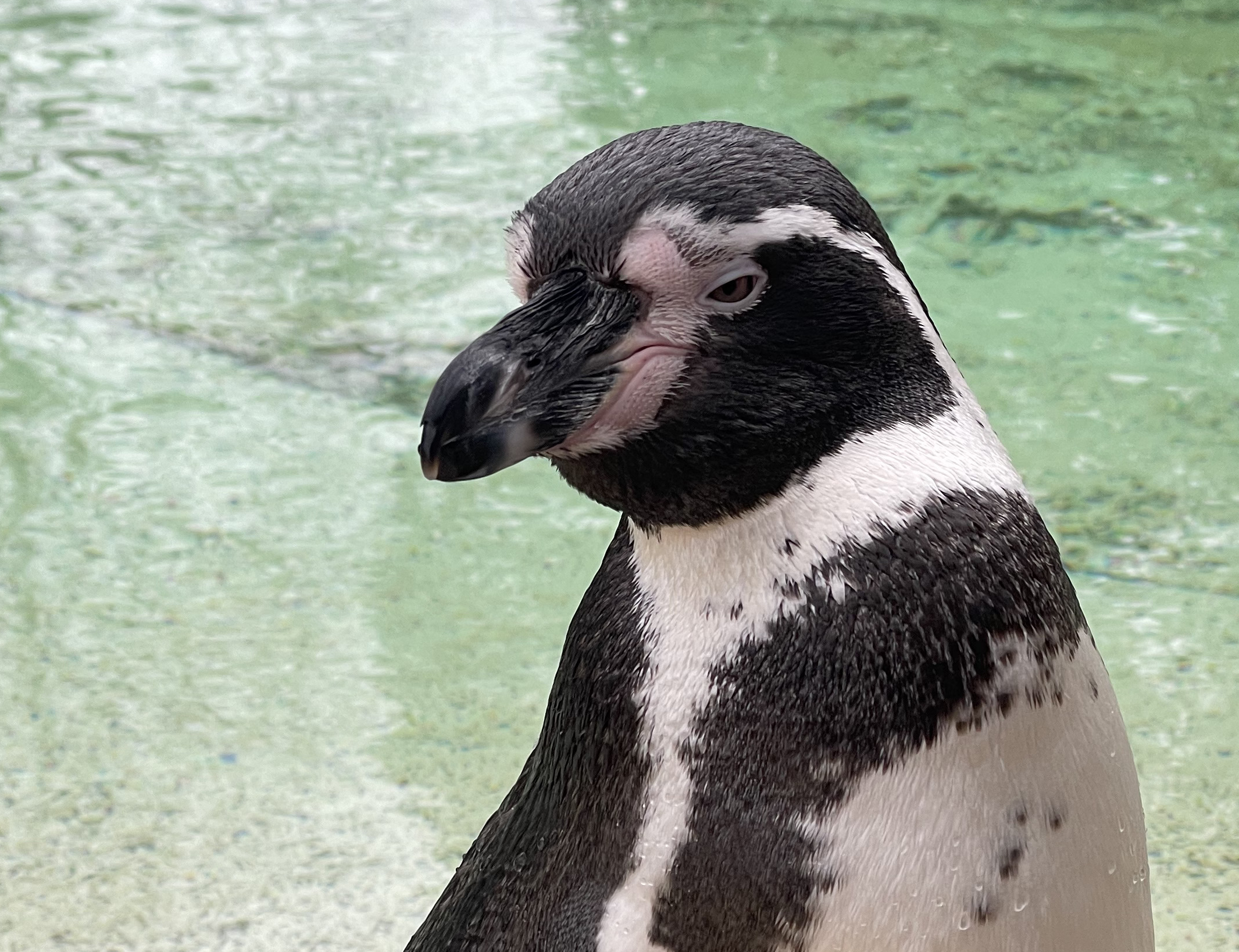 Humbolt penguin at London Zoo