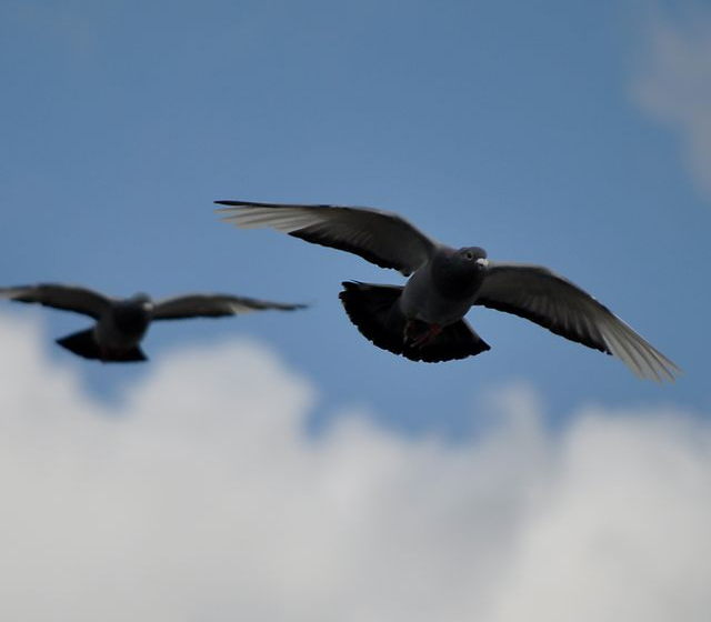 Pigeons in flight