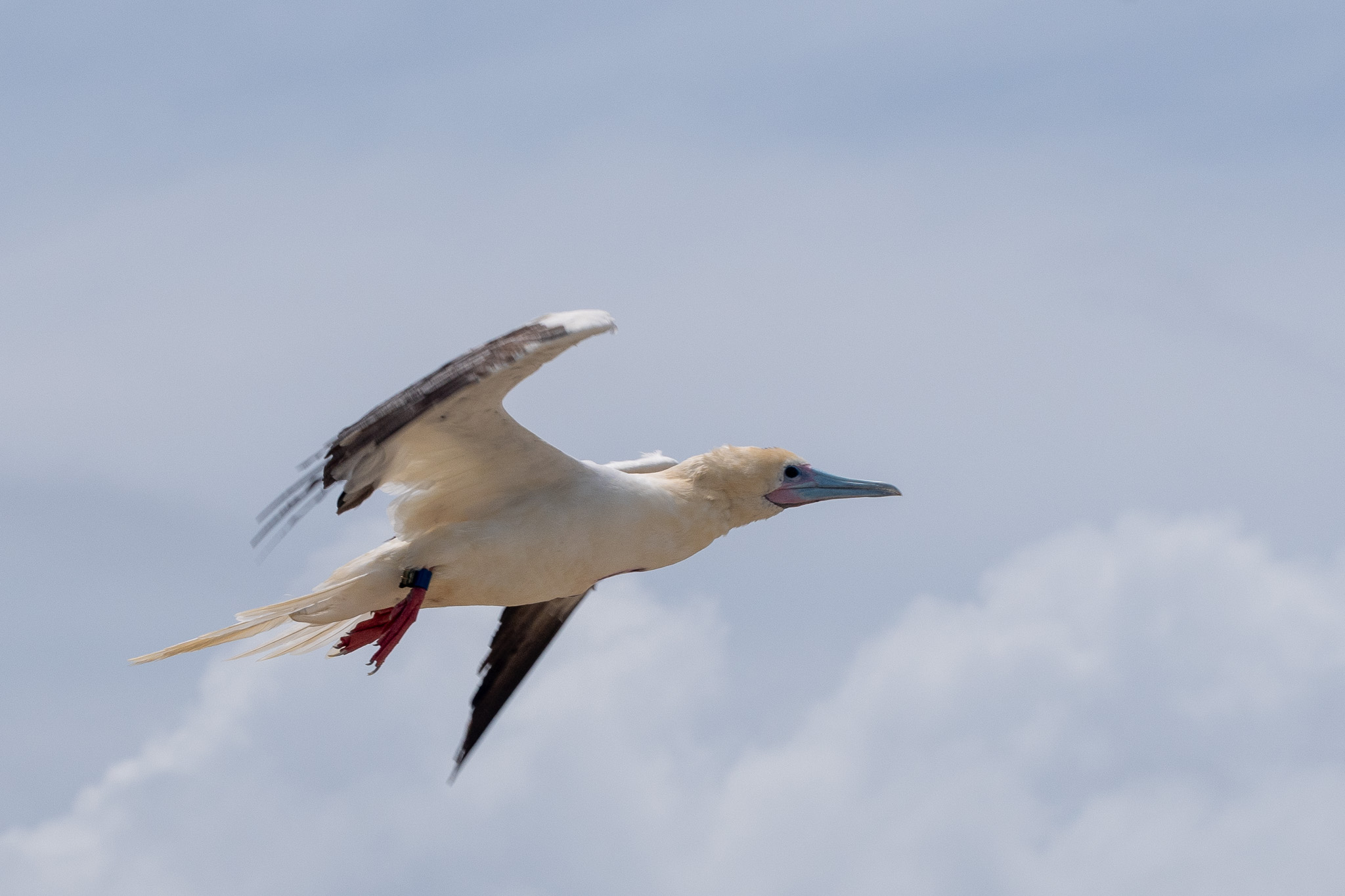 Red Footed Booby with GLS tag